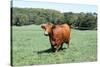 Cow 2 Photo Art Print Poster-null-Stretched Canvas