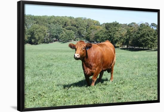 Cow 2 Photo Art Print Poster-null-Framed Poster
