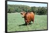 Cow 2 Photo Art Print Poster-null-Framed Poster