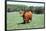 Cow 2 Photo Art Print Poster-null-Framed Poster