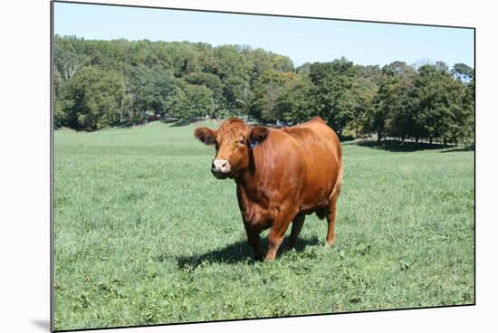 Cow 2 Photo Art Print Poster-null-Mounted Poster