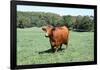 Cow 2 Photo Art Print Poster-null-Framed Poster