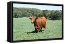 Framed Canvas