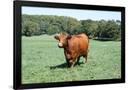Classic Frame