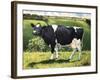 Cow 2021 (oil on canvas)-Tilly Willis-Framed Giclee Print