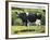 Cow 2021 (oil on canvas)-Tilly Willis-Framed Giclee Print