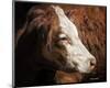 Cow #3-Barry Hart-Mounted Art Print