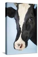 Cow Against Blue Background, Close-Up of Head-null-Stretched Canvas