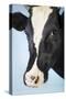 Cow Against Blue Background, Close-Up of Head-null-Stretched Canvas