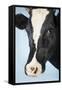 Cow Against Blue Background, Close-Up of Head-null-Framed Stretched Canvas