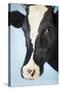 Cow Against Blue Background, Close-Up of Head-null-Stretched Canvas