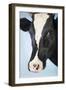 Cow Against Blue Background, Close-Up of Head-null-Framed Photo