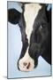 Cow Against Blue Background, Close-Up of Head-null-Mounted Photo