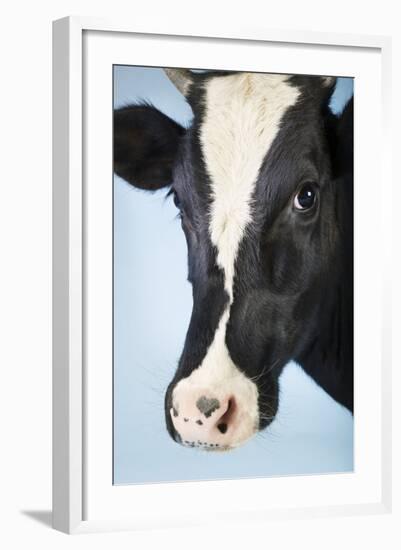 Cow Against Blue Background, Close-Up of Head-null-Framed Photo