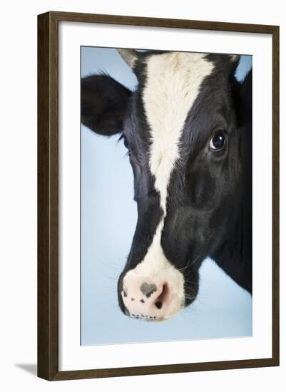 Cow Against Blue Background, Close-Up of Head-null-Framed Photo