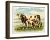 Cow and Calf in a Field-null-Framed Art Print