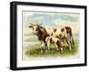Cow and Calf in a Field-null-Framed Art Print