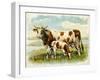 Cow and Calf in a Field-null-Framed Art Print