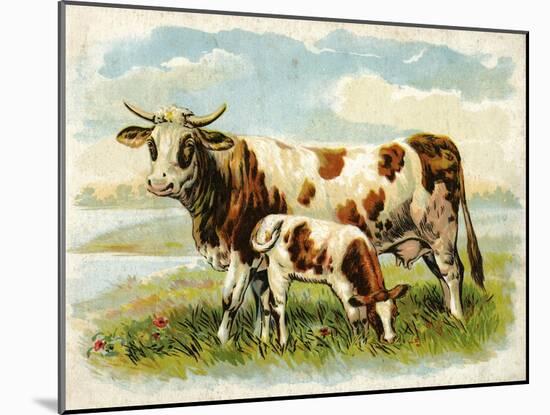 Cow and Calf in a Field-null-Mounted Art Print