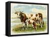 Cow and Calf in a Field-null-Framed Stretched Canvas