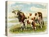 Cow and Calf in a Field-null-Stretched Canvas