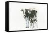 Cow and Calf Light-Emily Adams-Framed Stretched Canvas