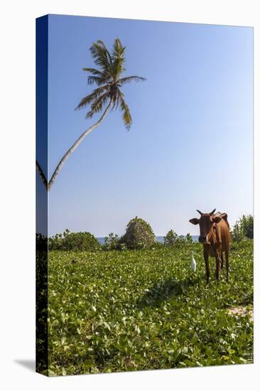 Cow and Crane, Who Share a Simbiotic Relationship, Talpe, Sri Lanka, Asia-Charlie-Stretched Canvas