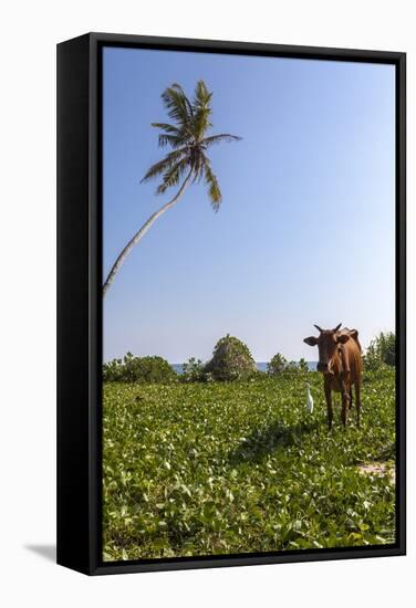 Cow and Crane, Who Share a Simbiotic Relationship, Talpe, Sri Lanka, Asia-Charlie-Framed Stretched Canvas