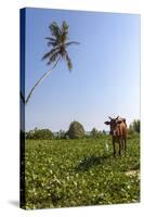 Cow and Crane, Who Share a Simbiotic Relationship, Talpe, Sri Lanka, Asia-Charlie-Stretched Canvas