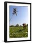 Cow and Crane, Who Share a Simbiotic Relationship, Talpe, Sri Lanka, Asia-Charlie-Framed Photographic Print