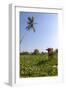 Cow and Crane, Who Share a Simbiotic Relationship, Talpe, Sri Lanka, Asia-Charlie-Framed Photographic Print