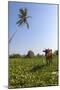 Cow and Crane, Who Share a Simbiotic Relationship, Talpe, Sri Lanka, Asia-Charlie-Mounted Photographic Print