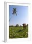 Cow and Crane, Who Share a Simbiotic Relationship, Talpe, Sri Lanka, Asia-Charlie-Framed Photographic Print