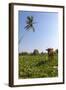 Cow and Crane, Who Share a Simbiotic Relationship, Talpe, Sri Lanka, Asia-Charlie-Framed Photographic Print