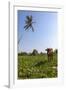 Cow and Crane, Who Share a Simbiotic Relationship, Talpe, Sri Lanka, Asia-Charlie-Framed Photographic Print