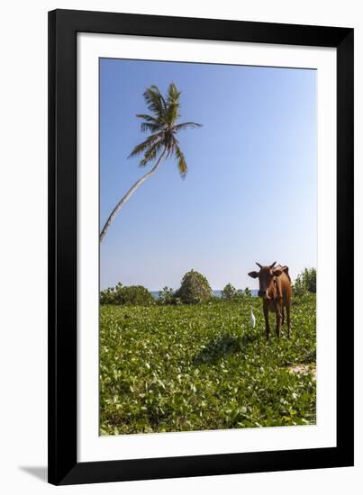 Cow and Crane, Who Share a Simbiotic Relationship, Talpe, Sri Lanka, Asia-Charlie-Framed Photographic Print