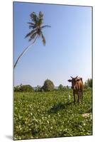 Cow and Crane, Who Share a Simbiotic Relationship, Talpe, Sri Lanka, Asia-Charlie-Mounted Photographic Print