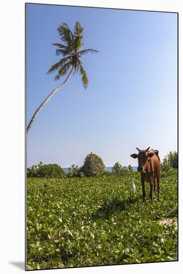 Cow and Crane, Who Share a Simbiotic Relationship, Talpe, Sri Lanka, Asia-Charlie-Mounted Photographic Print