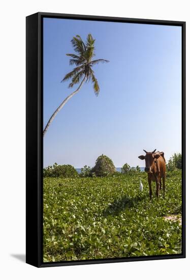 Cow and Crane, Who Share a Simbiotic Relationship, Talpe, Sri Lanka, Asia-Charlie-Framed Stretched Canvas