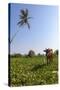 Cow and Crane, Who Share a Simbiotic Relationship, Talpe, Sri Lanka, Asia-Charlie-Stretched Canvas