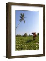 Cow and Crane, Who Share a Simbiotic Relationship, Talpe, Sri Lanka, Asia-Charlie-Framed Photographic Print