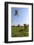 Cow and Crane, Who Share a Simbiotic Relationship, Talpe, Sri Lanka, Asia-Charlie-Framed Photographic Print