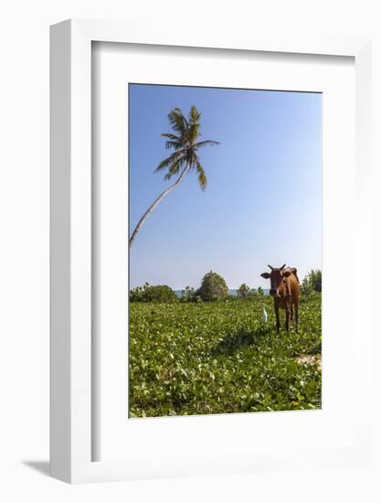 Cow and Crane, Who Share a Simbiotic Relationship, Talpe, Sri Lanka, Asia-Charlie-Framed Photographic Print