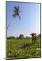 Cow and Crane, Who Share a Simbiotic Relationship, Talpe, Sri Lanka, Asia-Charlie-Mounted Photographic Print