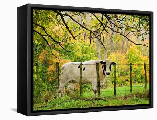 Cow and Farmland, Taoroa Junction, Rangitikei, North Island, New Zealand-David Wall-Framed Stretched Canvas