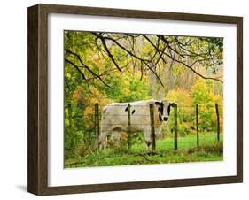 Cow and Farmland, Taoroa Junction, Rangitikei, North Island, New Zealand-David Wall-Framed Photographic Print