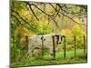 Cow and Farmland, Taoroa Junction, Rangitikei, North Island, New Zealand-David Wall-Mounted Photographic Print