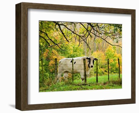 Cow and Farmland, Taoroa Junction, Rangitikei, North Island, New Zealand-David Wall-Framed Photographic Print