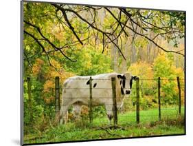 Cow and Farmland, Taoroa Junction, Rangitikei, North Island, New Zealand-David Wall-Mounted Photographic Print