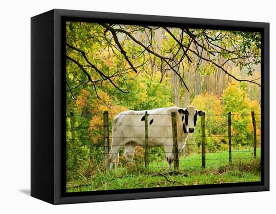 Cow and Farmland, Taoroa Junction, Rangitikei, North Island, New Zealand-David Wall-Framed Stretched Canvas